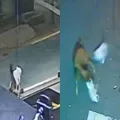 Gato herói: mascote de academia em SP salva colega felina de ataque canino