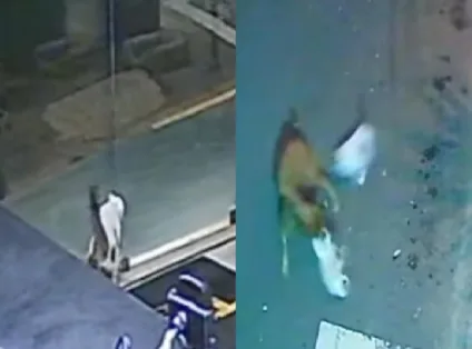 Gato herói: mascote de academia em SP salva colega felina de ataque canino