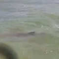 Tubarão é avistado em praia de Intermares por praticante de kitesurf