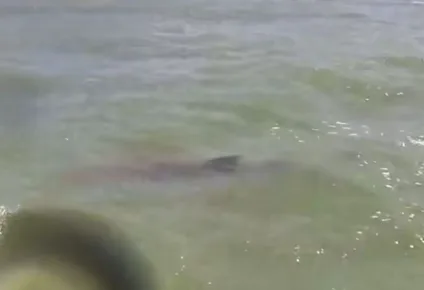 Tubarão é avistado em praia de Intermares por praticante de kitesurf Tubarão é avistado em praia de Intermares por praticante de kitesurf