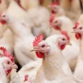 Governo apura sete suspeitas de gripe aviária no país
