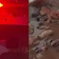 Por vingança, mulher mata marido e cozinha órgão genital com feijão