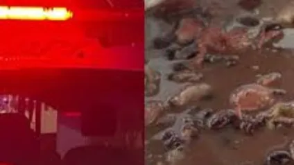 Por vingança, mulher mata marido e cozinha órgão genital com feijão Por vingança, mulher mata marido e cozinha órgão genital com feijão