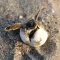 Foto: Emirhankaramuk - Shutterstock
