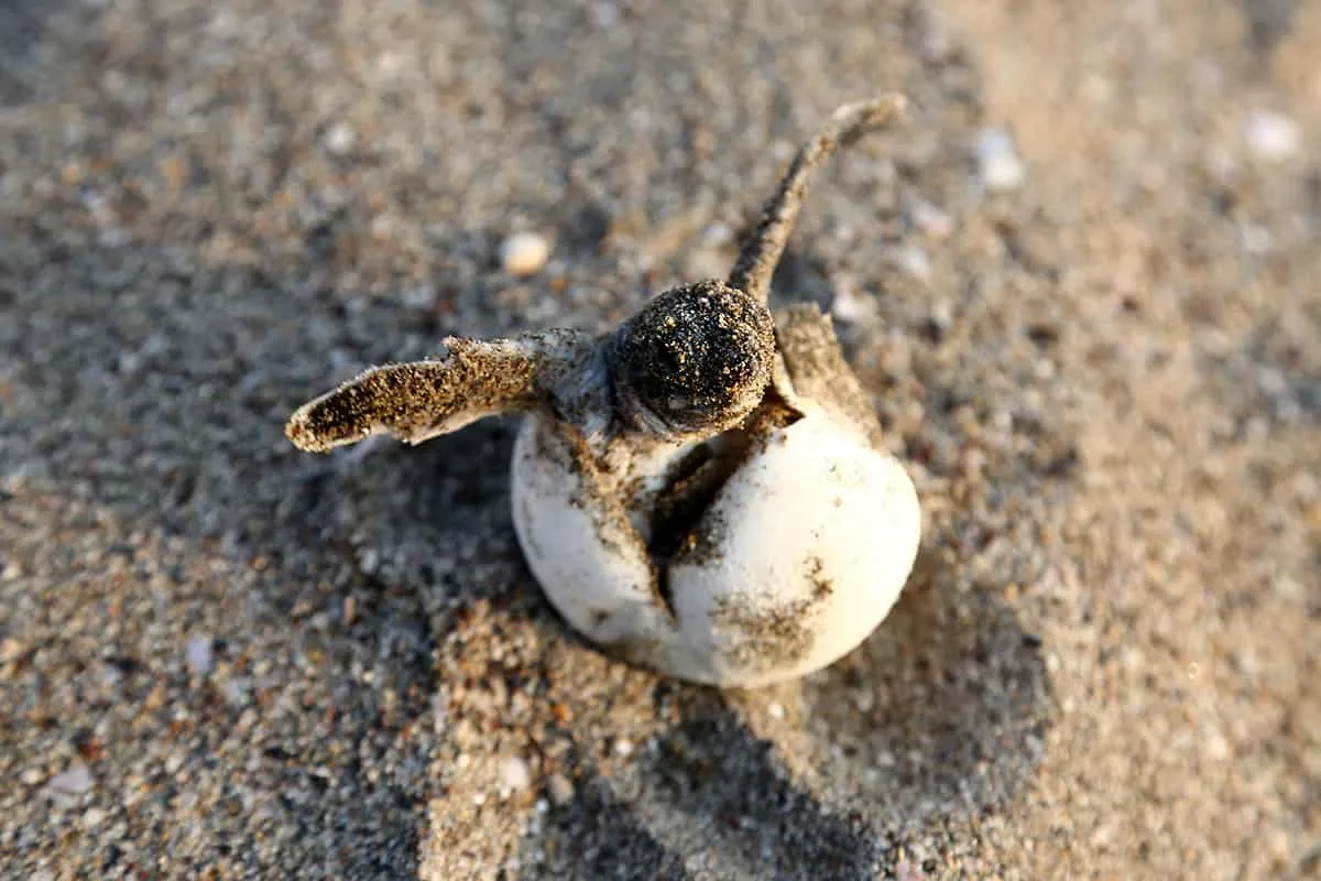 Foto: Emirhankaramuk - Shutterstock