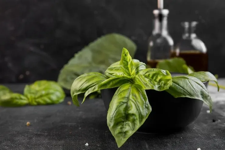 5 truques para deixar o manjericão mais verde, aromático e cheio de sabor 5 truques para deixar o manjericão mais verde, aromático e cheio de sabor