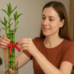 Só assim o bambu-da-sorte atrai sorte e dinheiro