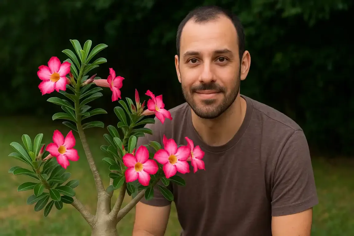 Solo e adubos certos para a rosa-do-deserto florescer bem Solo e adubos certos para a rosa-do-deserto florescer bem