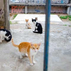 Foto: Reprodução/UFPB
