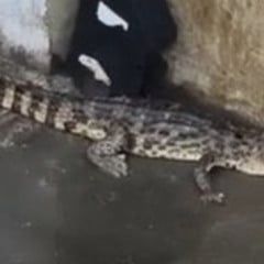 SUSTO: Jacaré é resgatado após aparecer em empresa no bairro do Cristo