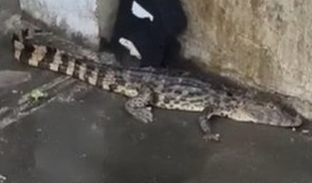 SUSTO: Jacaré é resgatado após aparecer em empresa no bairro do Cristo