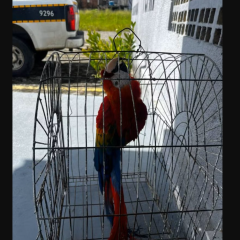  Arara-vermelha roubada da Bica é encontrada em Santa Rita pela Polícia Militar