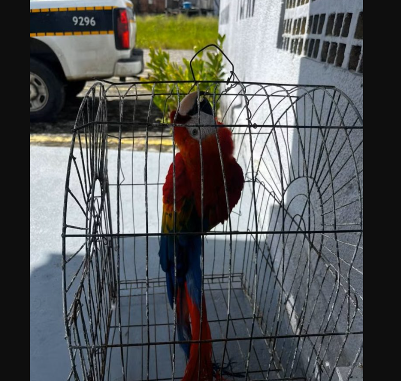 Arara-vermelha roubada da Bica é encontrada em Santa Rita pela Polícia Militar