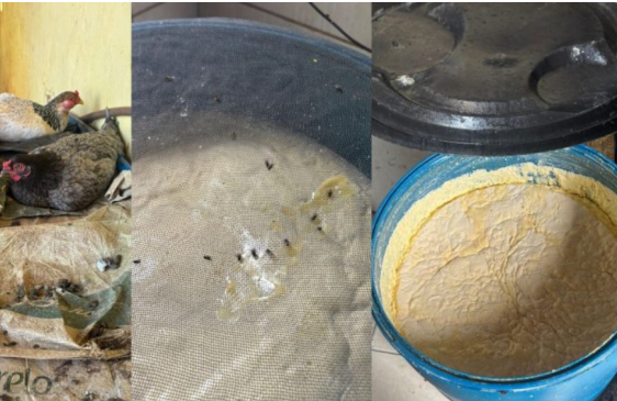 FISCALIZAÇÃO: Fábrica de queijo clandestina é interditada no município de Caiçara