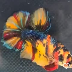 BMB tem exposição de peixes a partir desta sexta-feira (11) com mais de 200 Bettas de linhagem