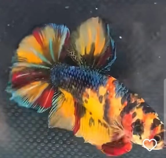 BMB tem exposição de peixes a partir desta sexta-feira (11) com mais de 200 Bettas de linhagem