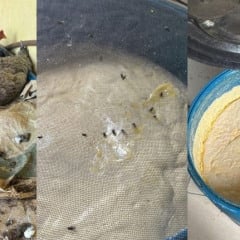 Fábrica de queijo clandestina é interditada em Caiçara após Vigilância Sanitária encontrar moscas e fezes no local