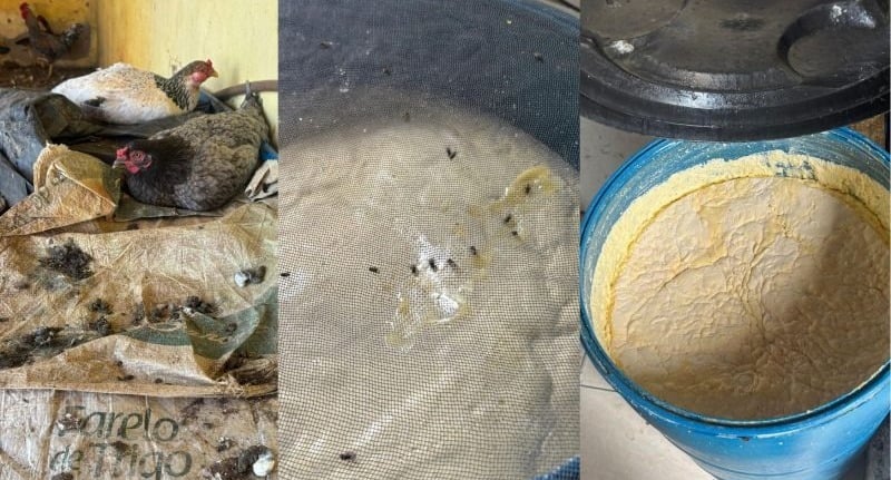 Fábrica de queijo clandestina é interditada em Caiçara após Vigilância Sanitária encontrar moscas e fezes no local