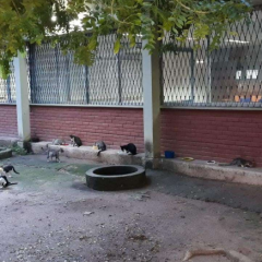 Gatos são animais comuns no campus da UFPB no Castelo Branco.