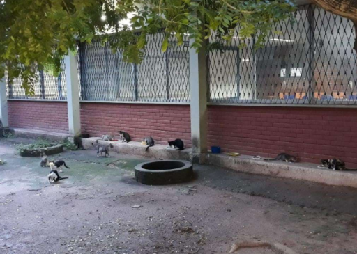 Gatos são animais comuns no campus da UFPB no Castelo Branco.