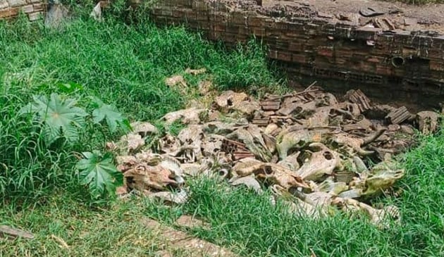 Sudema embarga dois matadouros na Paraíba por despejar restos de animais no meio ambiente