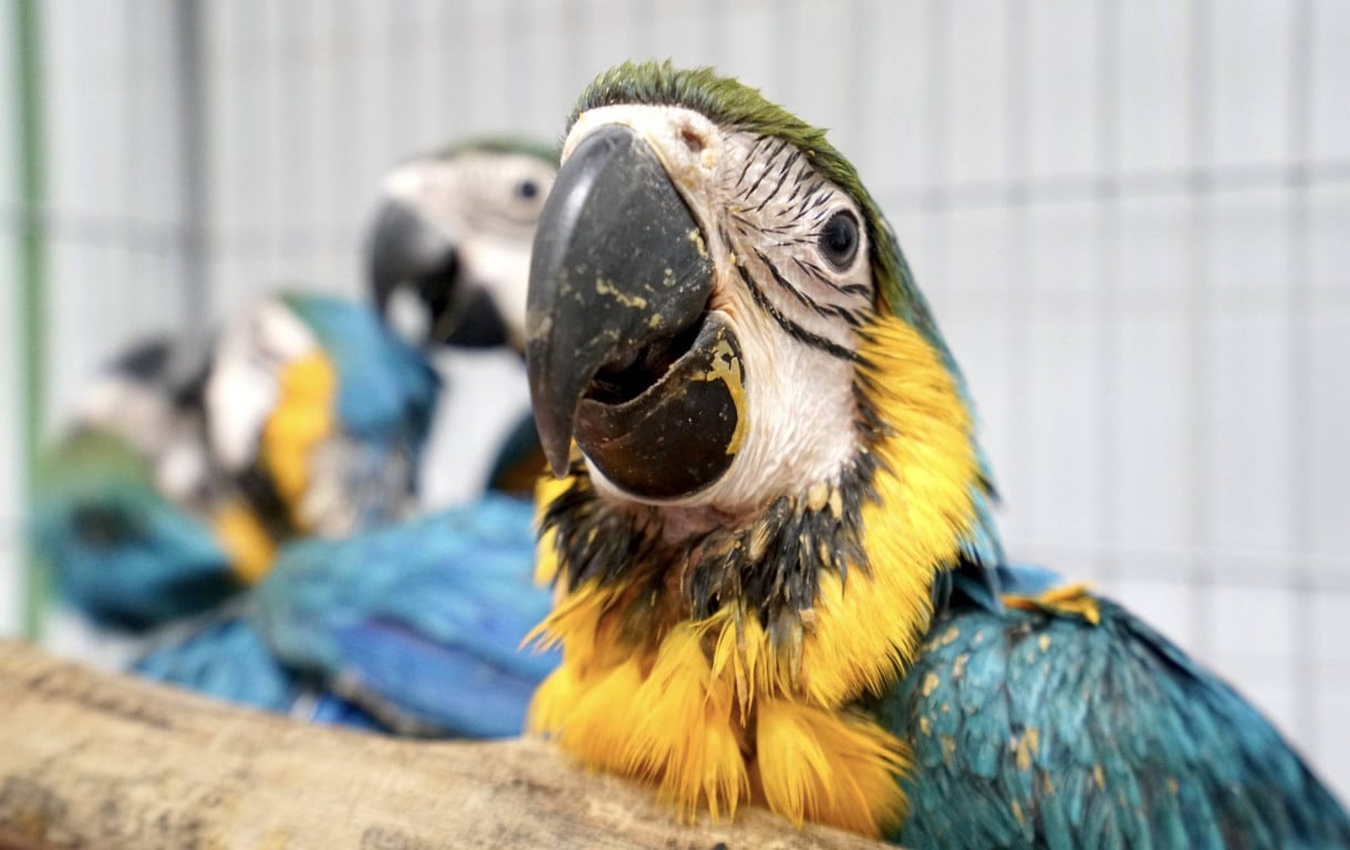 Mais de mil animais silvestres foram apreendidos na Paraíba no 1º semestre de 2025