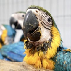 Mais de mil animais silvestres foram apreendidos na Paraíba no 1º semestre de 2025