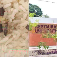 Estudante encontra barata em refeição do Restaurante Universitário da UFPB