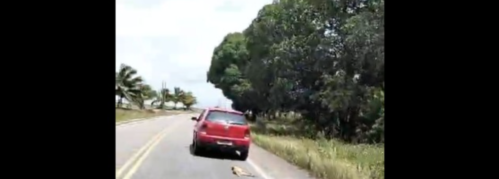 IMAGENS FORTES: cachorro é arrastado por carro na PB-041, em Marcação; veja vídeo
