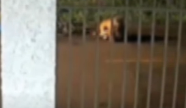 Homem dá “mata-leão” em cachorro e salva menino de ataque; veja vídeo