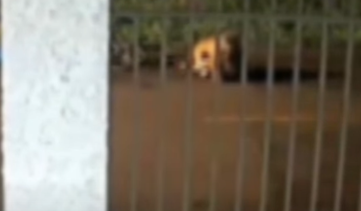Homem dá “mata-leão” em cachorro e salva menino de ataque; veja vídeo