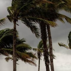 Inmet emite alerta de ventos fortes para 80 cidades da Paraíba, com possibilidade de quedas de árvores