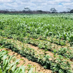 Plantação de maconha com mais de 100 mil pés é encontrada em Camalaú