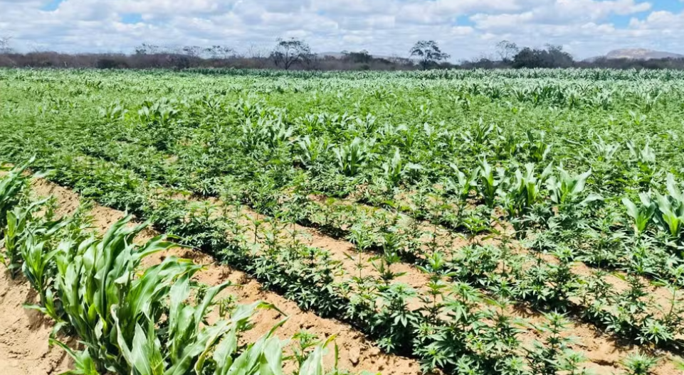 Plantação de maconha com mais de 100 mil pés é encontrada em Camalaú